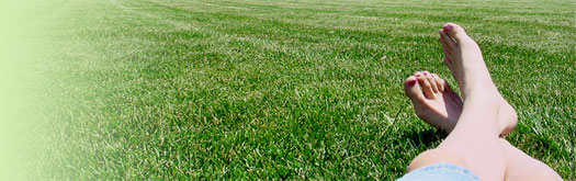Summertime green grass